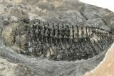 Spiny Phacopid (Drotops Armatus) Trilobite - Perfectly Prone #196640-1